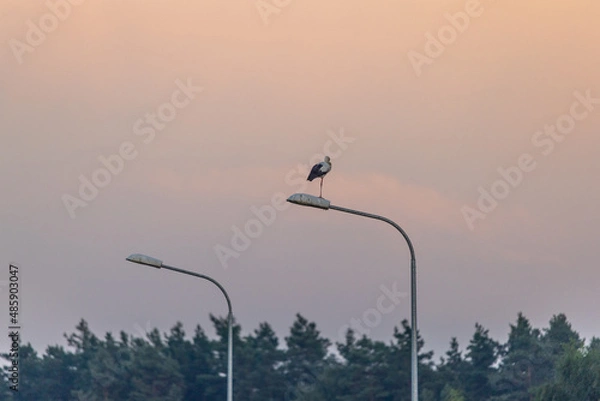 Obraz bocian na latarni
