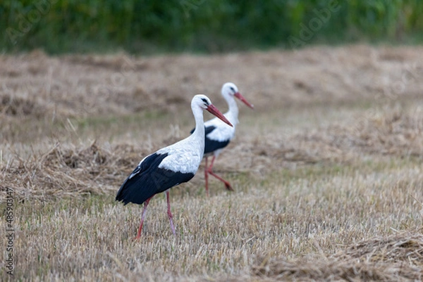 Obraz Bociany na polu