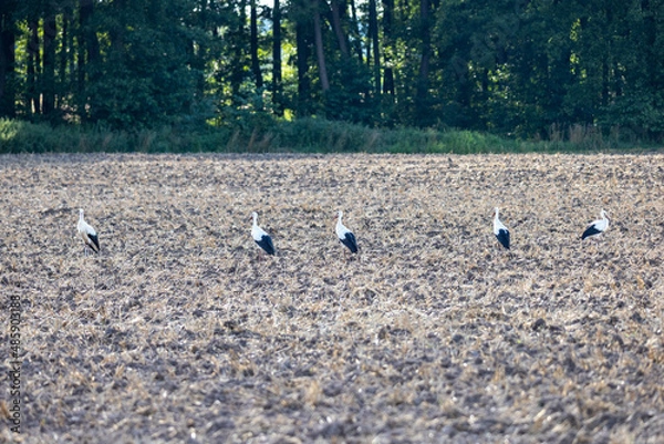 Obraz Bocian na polu