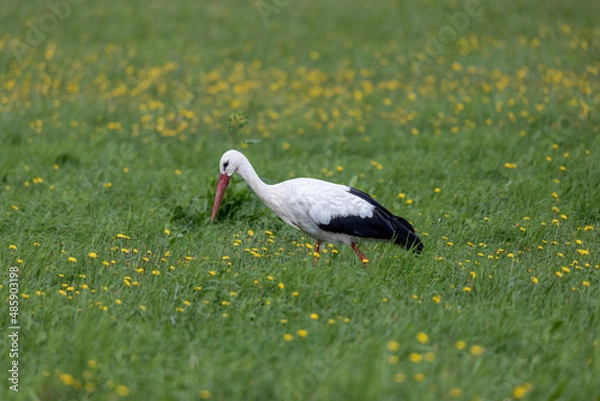 Obraz Bocian na łące