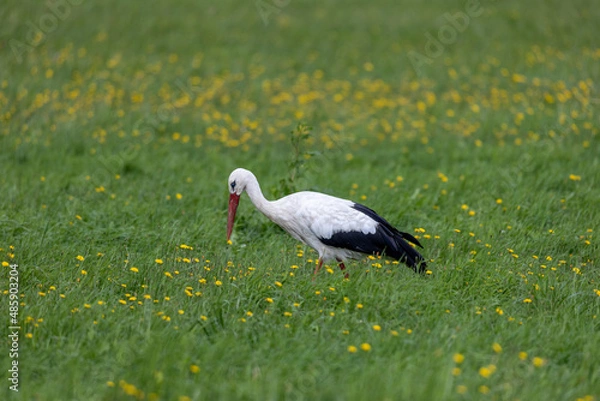 Obraz Bocian na łące