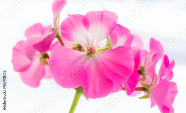 Obraz Pink geranium flower on white background.