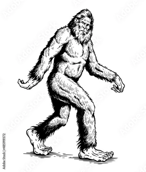 Obraz Sasquatch, Yeti, Bigfoot walking vector illustration black and white