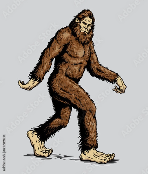 Fototapeta Sasquatch, Yeti, Bigfoot walking vector illustration in color
