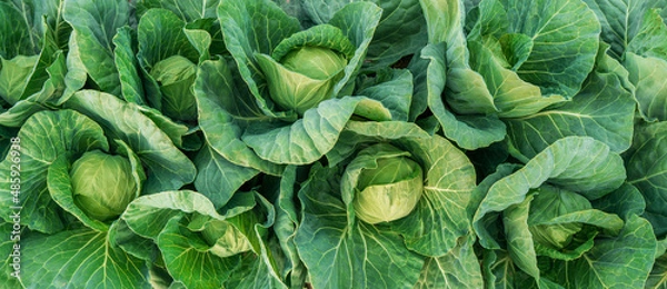 Fototapeta young cabbage grows in the farmer field