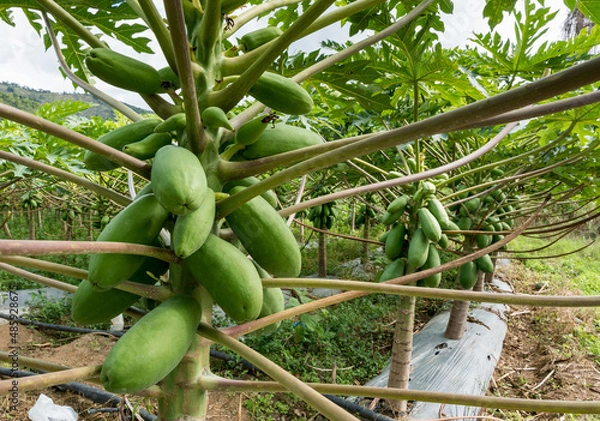 Fototapeta Dramatic image of a papaya plant with fruit ripening on the trees on a Caribbean farm in the mountains of the Dominican Republic.