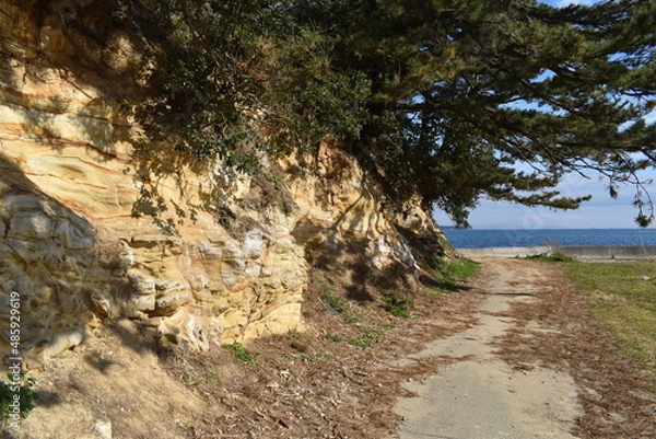 Obraz 岩から生える木