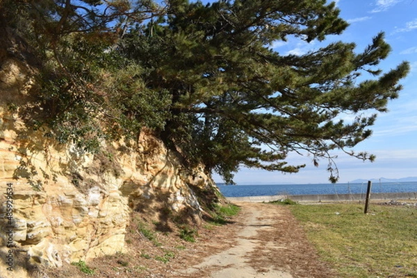 Obraz 岩から生える木