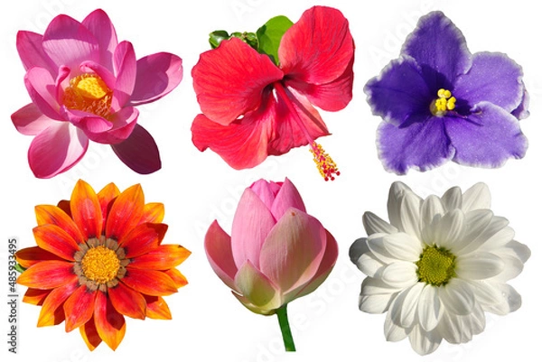 Fototapeta Six different flowers isolated on a white background.