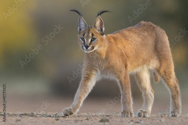 Fototapeta Spacer po karakalach, Republika Południowej Afryki, (Felis caracal)