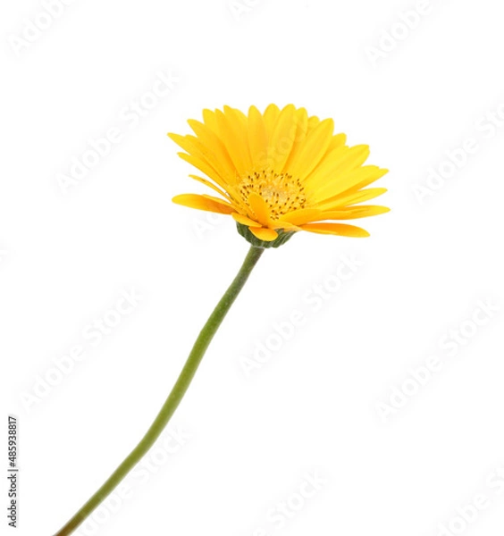 Obraz Stack colorful Gerber flowers  isolated on white