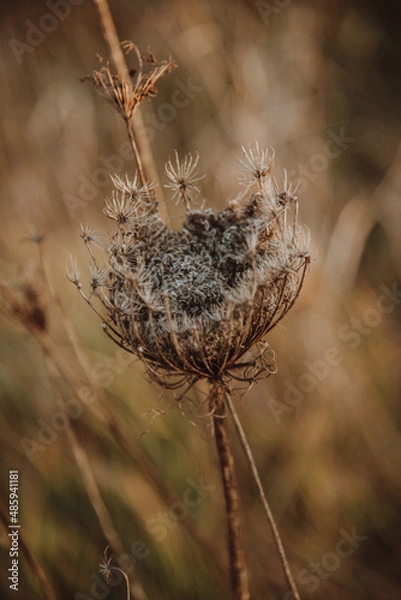 Fototapeta autumn time