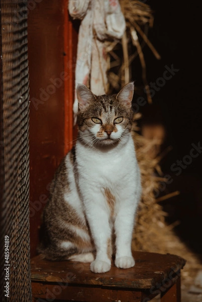 Fototapeta cat on the table