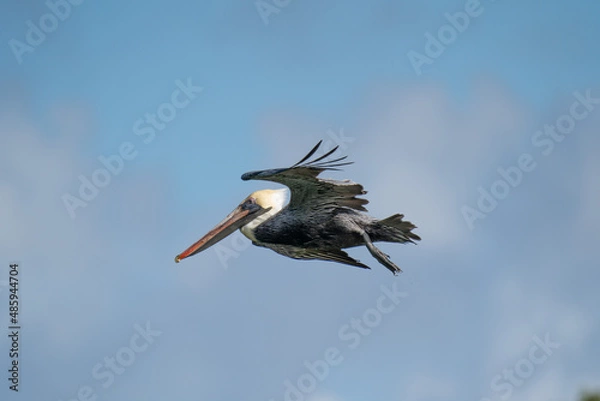 Obraz Pelican in flight