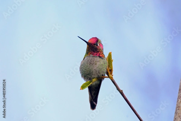 Obraz Anna's Hummingbird Perched