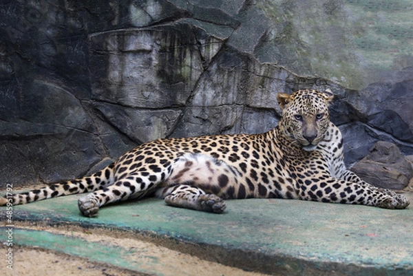 Obraz The leopard tiger is rest and sit down