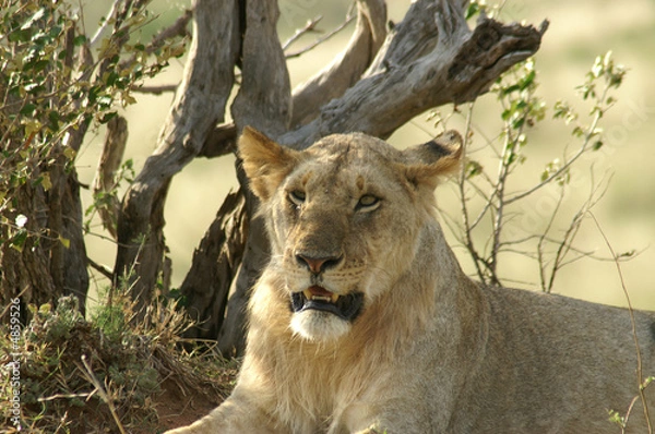 Obraz Młody samiec lwa