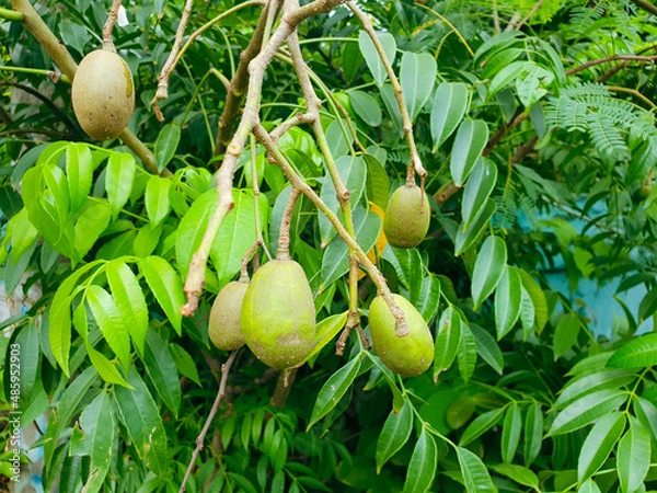 Obraz ambarella fruits on tree