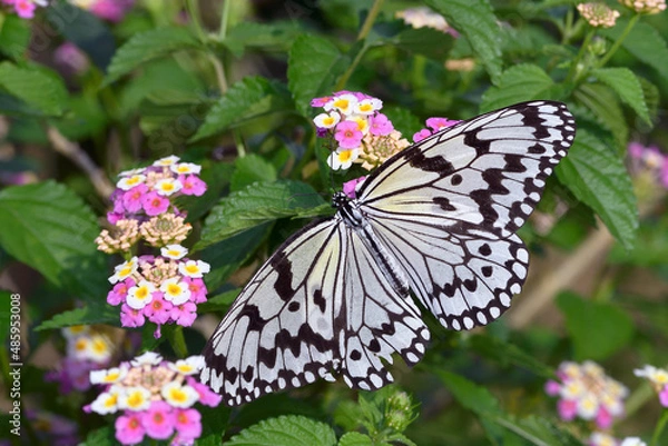 Obraz 吸蜜するオオゴマダラ（沖縄県・石垣島）
