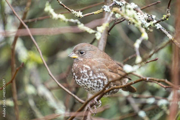 Fototapeta close up of a young song sparrow resting on moss covered thin branch in the park