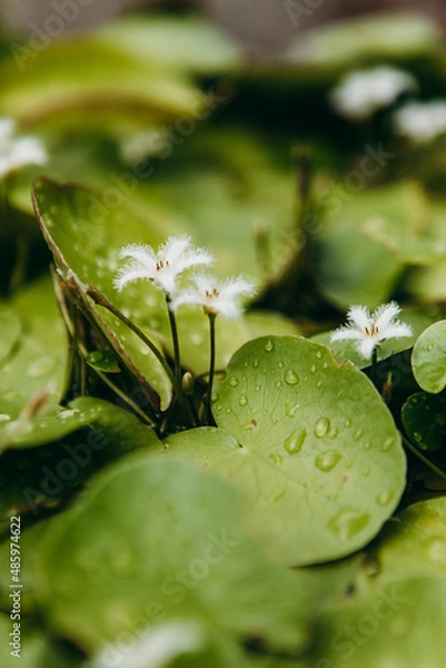 Obraz Leaf with dew
