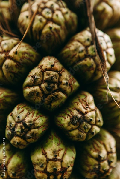 Obraz Palm Fruit close up
