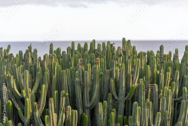 Fototapeta Campo de cactus verdes con el horizonte y elar al fondo con un cielo azul despejado un día de verano en Lanzarote Islas Canarias