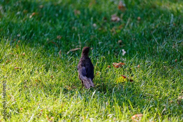 Obraz Crow on grass field in park