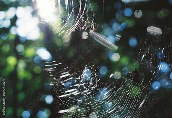 Fototapeta beautiful days