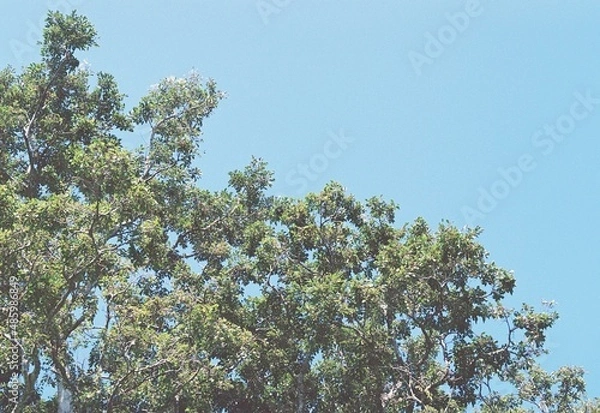 Fototapeta beautiful days