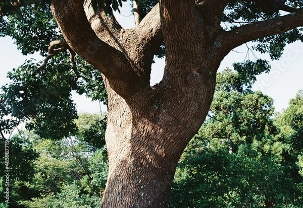 Fototapeta beautiful days