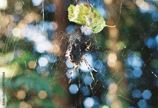 Fototapeta beautiful days