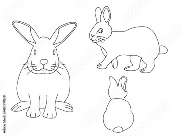 Fototapeta うさぎ 線画 / Line Art of Rabbit