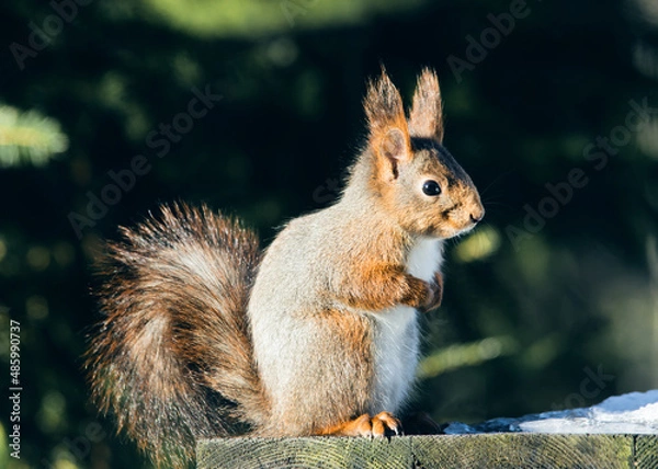 Obraz eichhörnchen