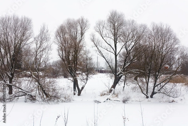 Fototapeta Beautiful picturesque trees are covered with snow.