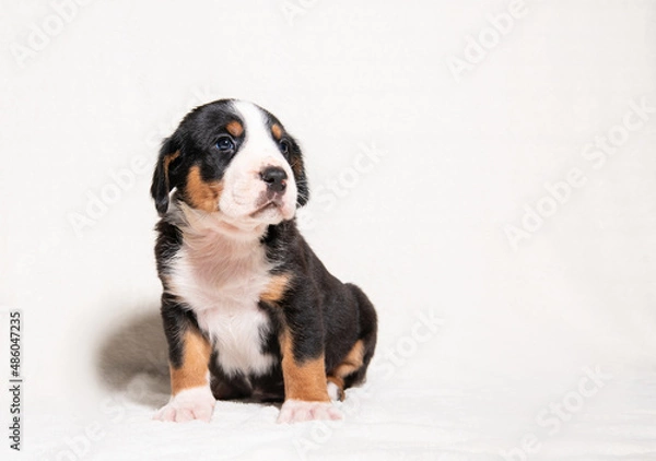 Obraz a puppy of a large Swiss mountain dog on a white background