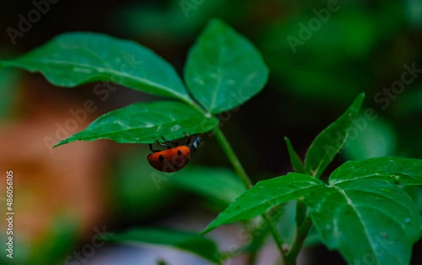 Obraz ladybug on a green tree leaves macro