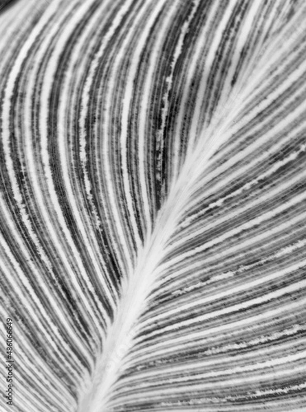 Fototapeta Black and white leaf texture