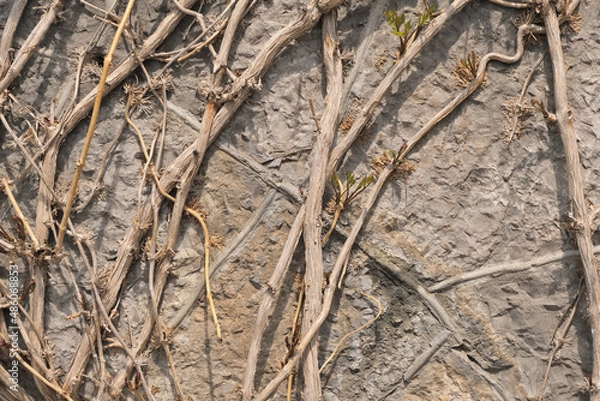Obraz Light concrete wall overgrown with dry climbing plants as a background