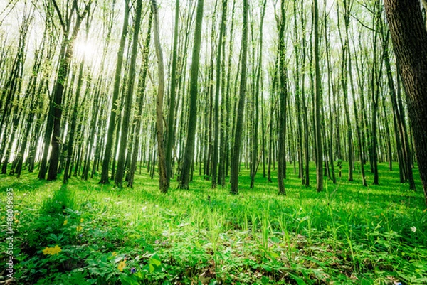 Fototapeta a spring forest trees. nature green wood sunlight backgrounds.