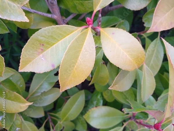 Obraz red and green leaves