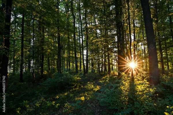 Fototapeta spring forest with sun rays
