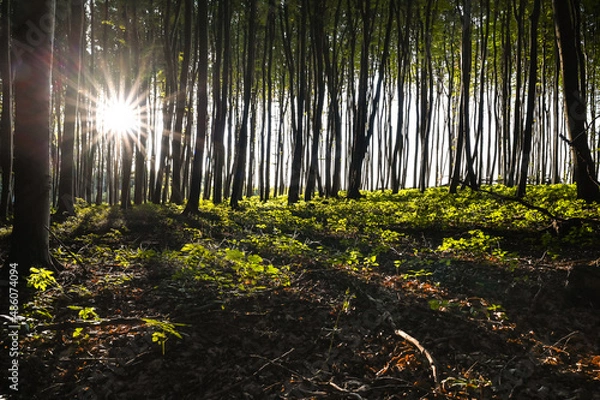Fototapeta spring forest with sun rays