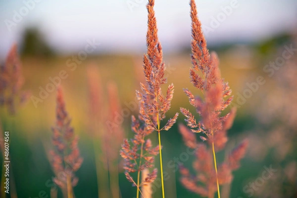 Fototapeta Meadow grass close-up in the golden hour. Ears of grass in a summer field. The concept of nature.