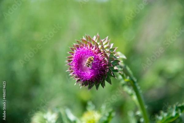 Fototapeta Milk thistle flower with a bee in a summer field. Close-up.The concept of medicinal plants