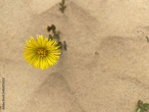 Obraz dandelion in the sand