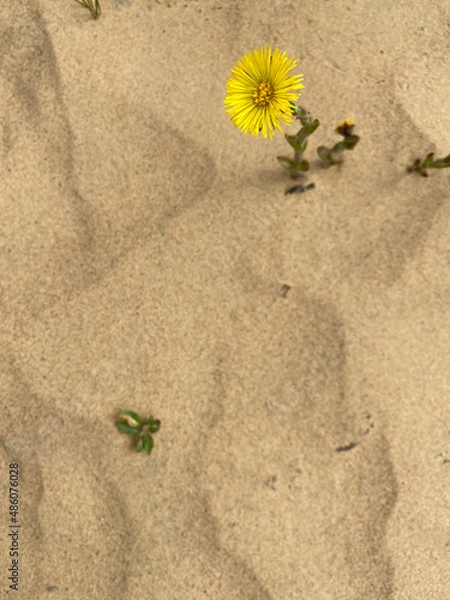 Obraz dandelion in the sand