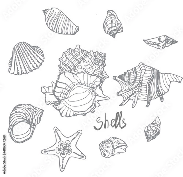Fototapeta seashells drawing, nautical theme, sketch vector graphic monochrome illustration isolated on white background