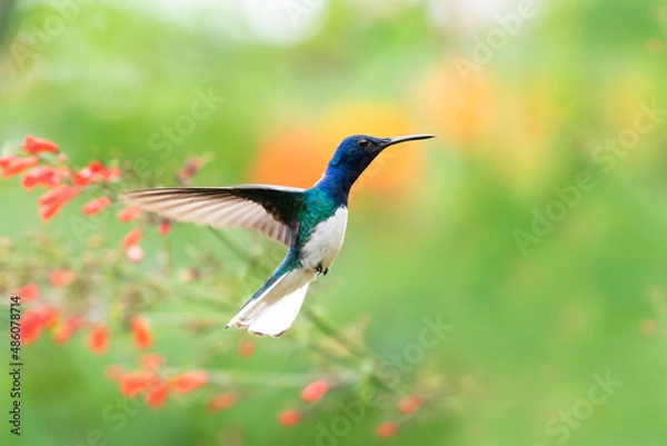 Fototapeta Colorful and tropical male White-necked Jacobin hummingbird, Florisuga mellivora, hovering in the air in a garden with a colorful blurred background.