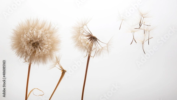 Obraz dandelion seeds fly from a flower on a light background. botany and bloom growth propagation.